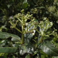 Psychotria gardneri Hook.f.